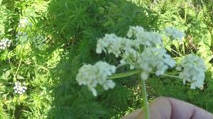 We did not find results for: Cow Parsley And Cow Parsnip Youtube