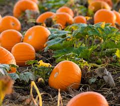 Puedes sugerir una descripción de éste álbum y publicar nuevas fotos en él. Abono Y Fertilizante Para Calabaza Haifa Group
