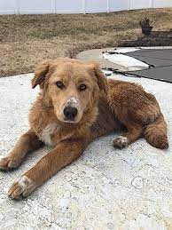 Adopt golden retriever dogs in missouri. St Louis Mo Golden Retriever Meet Bitsy A Pet For Adoption