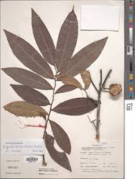 Image result for isolona lebrunii