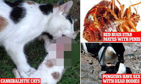 From cannibalistic cats to penguins having sex dead counterparts: Experts  reveal animal crimes | Daily Mail Online