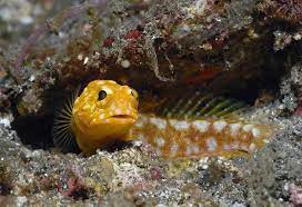 Female egg scatterers such as tetras release large numbers of eggs into the water and leave the rest to chance. Can Fish Lay Eggs In The Mouth Pitara Kids Network