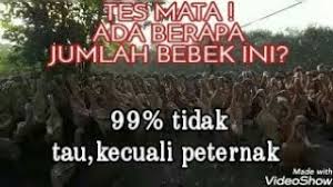 Berapa sosok tersembunyi yang bisa kamu lanjur ke tes gambar selanjutnya! Video Cara Ternak Bebek Petelur Smotret Onlajn