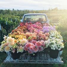 Ein Meer Aus Dahlien Dahlien Sind Perfekte Blumen Fur Eine Hochzeit Im Herbst Aus Blumen Dahlien Ein Eine In 2020 Love Flowers Beautiful Flowers Flower Farm