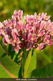 Image result for Asclepias schumanniana