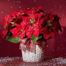 Maybe you would like to learn more about one of these? Cape Coral Flower House Home Facebook