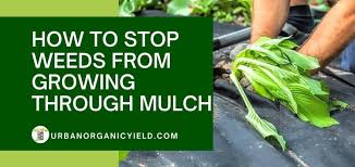Solitary new dandelion plants along fence rows, roadsides, flower beds, and in turfgrass should be grubbed out (removed by digging out the entire plant, taproot and all) before they produce seed. Weed Barrier Under Mulch To Stop Weeds From Growing In Mulch