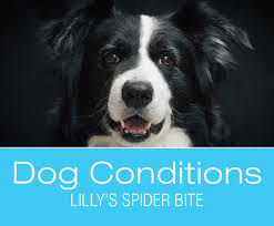 Facts on venom, toxicity, identification, symptoms, and more. Spider Bites Dog Lilly S Story Lilly Is Famous For Being Bitten