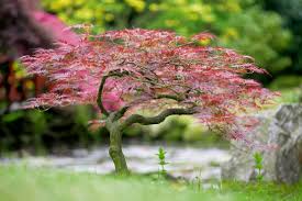 Als pflanzzeitpunkt bieten sich entweder das frühjahr oder der herbst an. Japanischer Ahorn Gartencenter Zulauf Pflanzen Kaufen