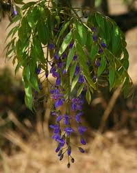 Image result for Bolusanthus