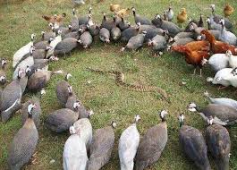 Guinea fowl incubate eggs from 25 to 28 days. Keeping Guinea Fowl The Ultimate Guide For The Australian Backyard