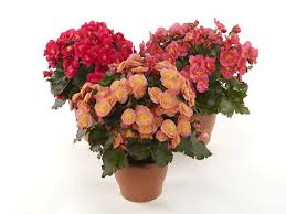 Image result for Begoniaceae
