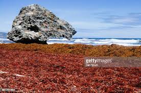 938 Nitsch Stock Photos, High-Res Pictures, and Images