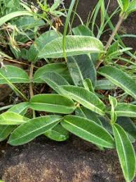 Image result for Apocynaceae subfamily Periplocoideae