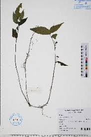 Image result for Elatostema welwitschii