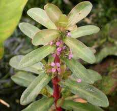 Image result for Ammannia baccifera