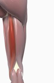 Pin On Hamstring Back
