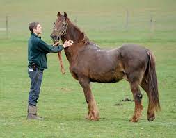 Shayne 51 World S Oldest Horse Photo Huffpost