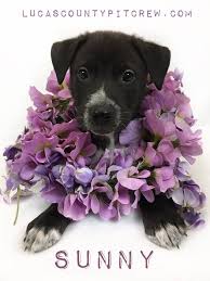 Store team leader elicia has been. Australian Shepherd Puppies Toledo Ohio Guide At En Mdg Sdg3d Undp Org