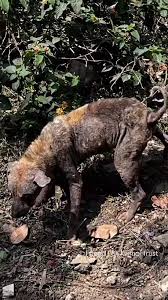 Image result for scabies dogs detail