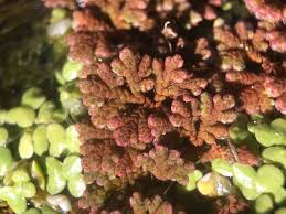 Image result for Azolla filiculoides