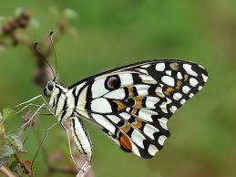 Fiszkoteka, your checked indonesian english dictionary! Papilio Demoleus Wikipedia