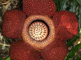 Corpse Flower Rafflesia Arnoldii Facts Best Flower Wallpaper