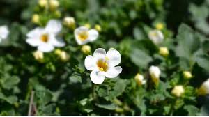 Image result for Bacopa monnieri