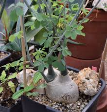 Image result for Adenia karibaensis