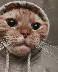 A collection of the top 57 aesthetic cat wallpapers and backgrounds available for download for free. Cute Cat Aesthetics Wallpapers 2020 Broken Panda