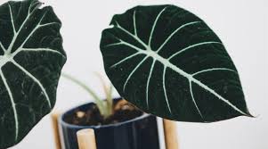 Read about creating the ideal growing environment most elephant ear plants respond well to soils amended with organic matter. Alocasia Plant Guide How To Care For An Elephant Ear
