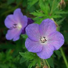 Image result for Geranium bohemicum Orchid Blue