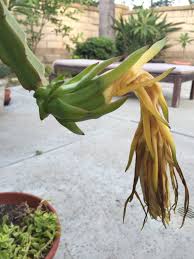 We did not find results for: Flower Life In The Oc
