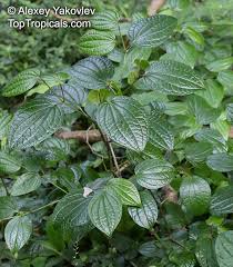 Image result for Piper capense