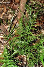 Image result for Lindsaeaceae