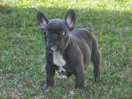 Fransiz French Bulldog Elityavru Com