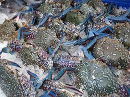 الكابوريا و الفرق بين الذكر و الأنثى blue crab phi phi island thailand phi phi island