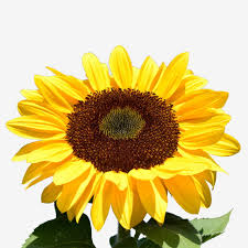 Selain itu, bunga matahari juga termasuk bunga yang unik lho. Gambar Bunga Matahari Besar Bunga Matahari Taman Bunga Png Transparan Clipart Dan File Psd Untuk Unduh Gratis