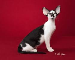 Bicolor Oriental Shorthair Oriental Shorthair Kittens Pretty Cats