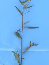 Image result for Aeschynomene tenuirama