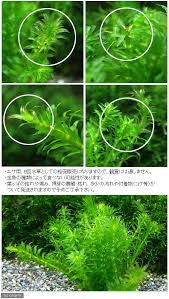 楽天市場 水草 メダカ 金魚藻 エサ用アナカリス ２０本 北海道航空便要保温 Charm 楽天市場店
