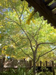 Image result for Acacia podalyriifolia