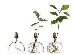 Avec Ces Vases En Verre Vous Pouvez Facilement Faire Pousser Votre Propre Avocatier Et Chene With These Glass Vases You Vase Verre Vases Recipients En Verre