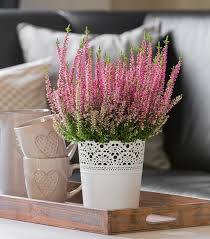 Image result for Calluna vulgaris