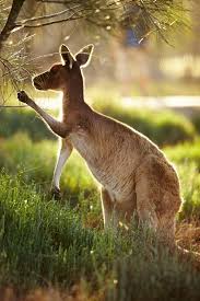 The aussie egg resembles the kangaroo. Kangaroo Just Outside Of Perth Western Australia Also Go To Rmr 4 Awesome News Rmr4 Interna Western Australia Travel Kangaroo Western Australia