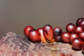 Image result for Erythrocephalum decipiens