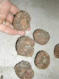 Tuber Begonias Storing And Care Vinterplanter