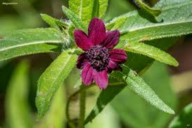 Image result for Aspilia africana