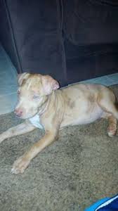 I am so excited to be part of the top pitbull puppies for sale website, we will be creating a page with recommended pitbull breeders and everyone will be able to comment their experiences with the breeder and rate them with 1 to 5 stars. Pitbull Pets And Animals For Sale Indianapolis In