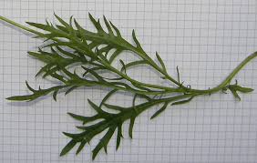 Image result for Limnophila ceratophylloides